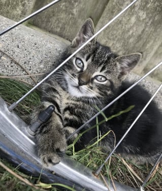 Kittens / Kitten / Katers