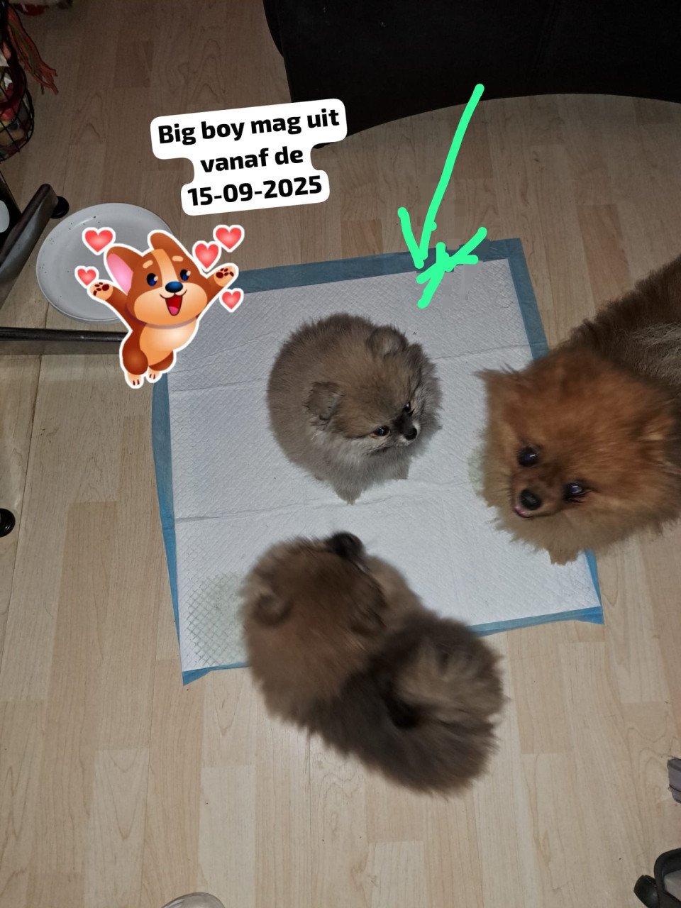Dwergkeeshond (pomeriaan)puppy