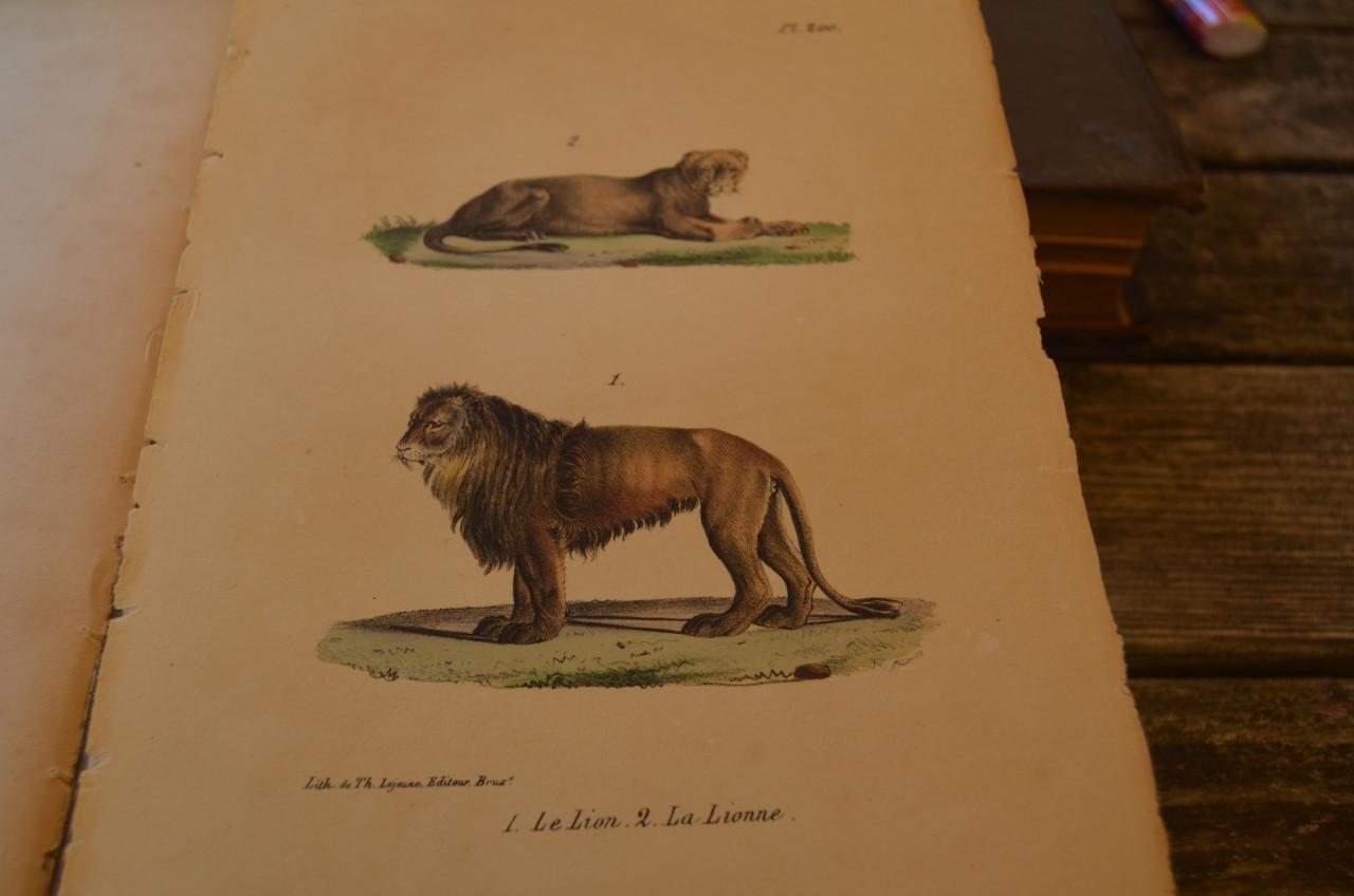 Oeuvres complet de Buffon 1833 fraai!!