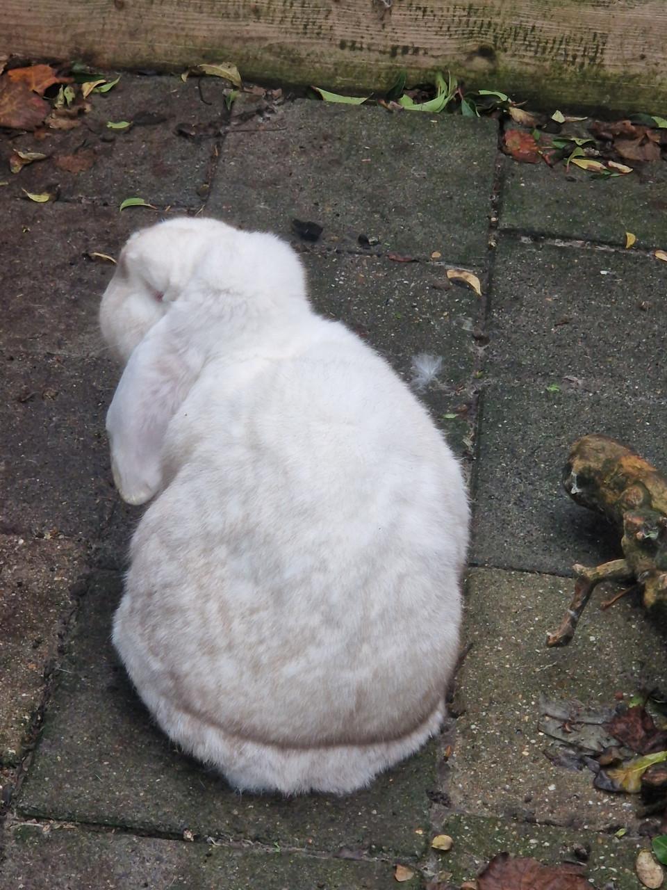 Koppel franse hangoren