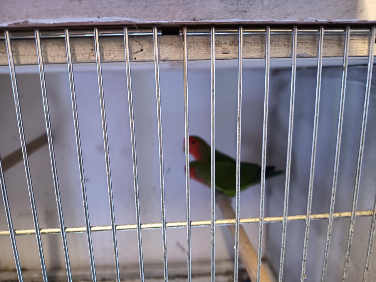 8 agapornissen met kooi en alle toebehoren