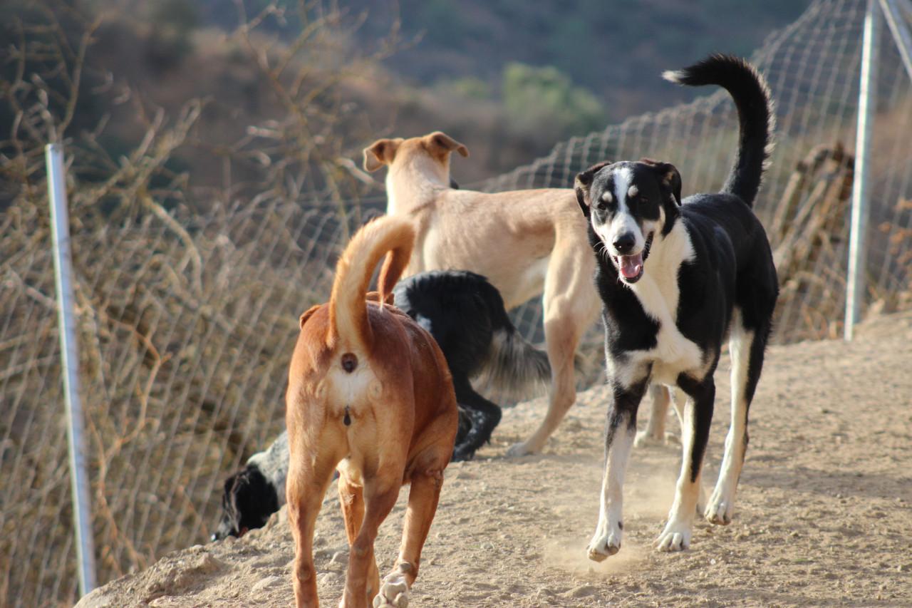 Alora Dog Rescue: Bibi, deze grote dame zoekt een grote mand