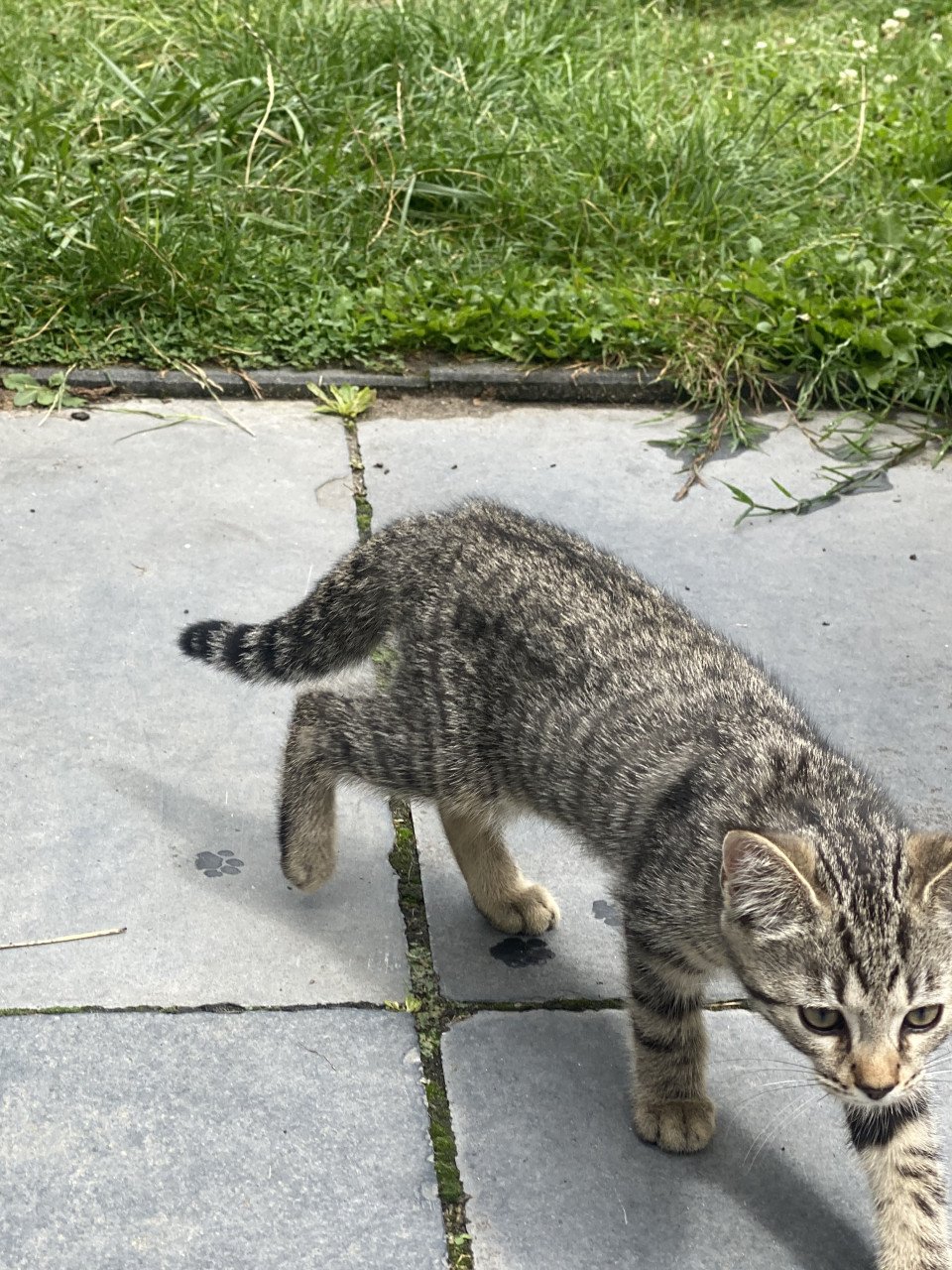 Kittens Bengaal- blauwe Rus