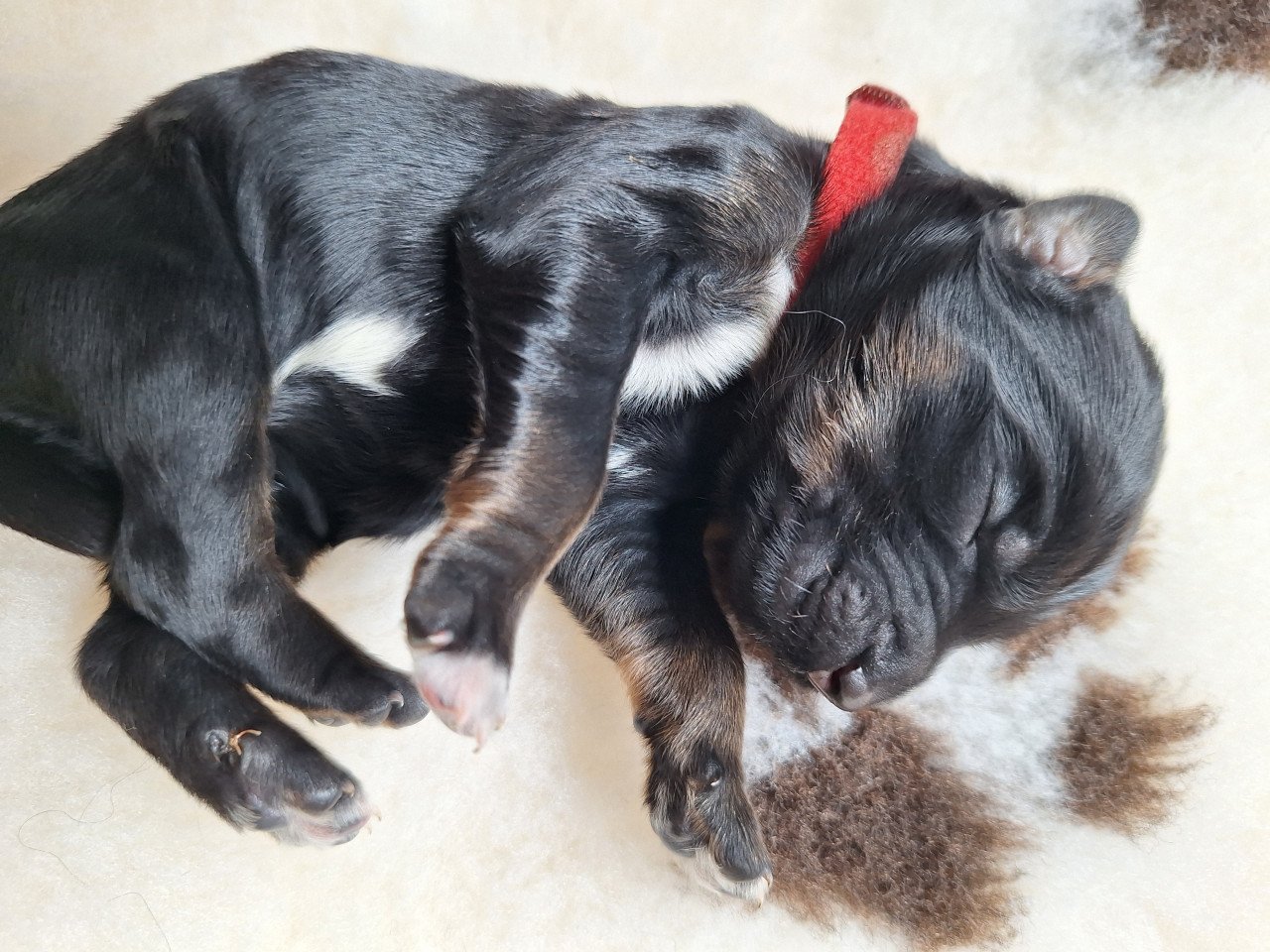 Bernedoodles pups