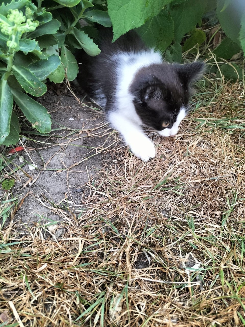 Lief kitten