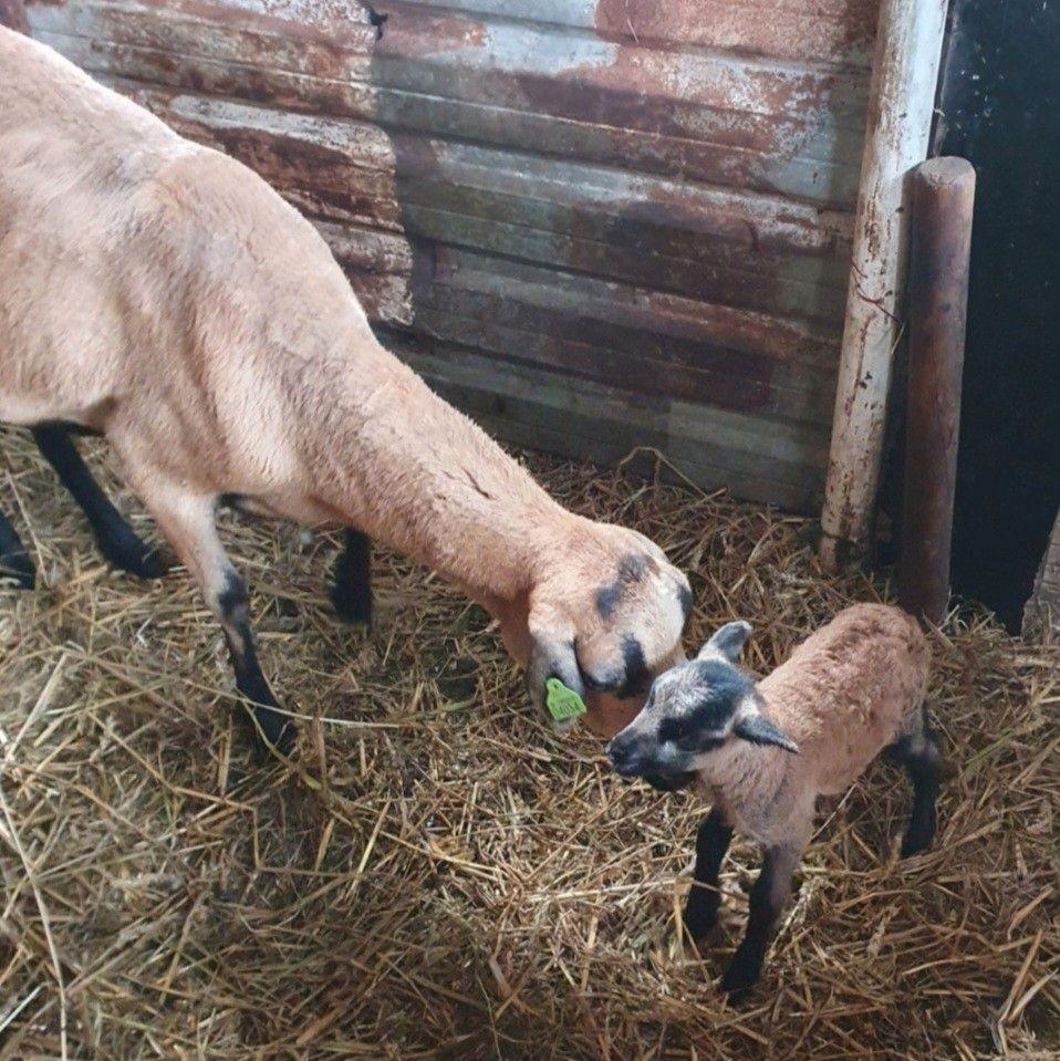 Onderhoud arme schapen ideaal bij paard of pony