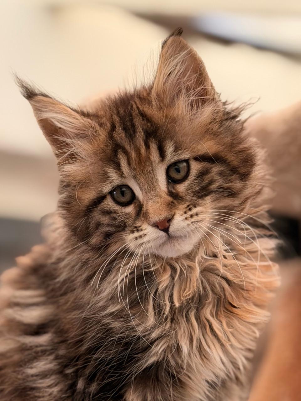 Maine Coon kitten