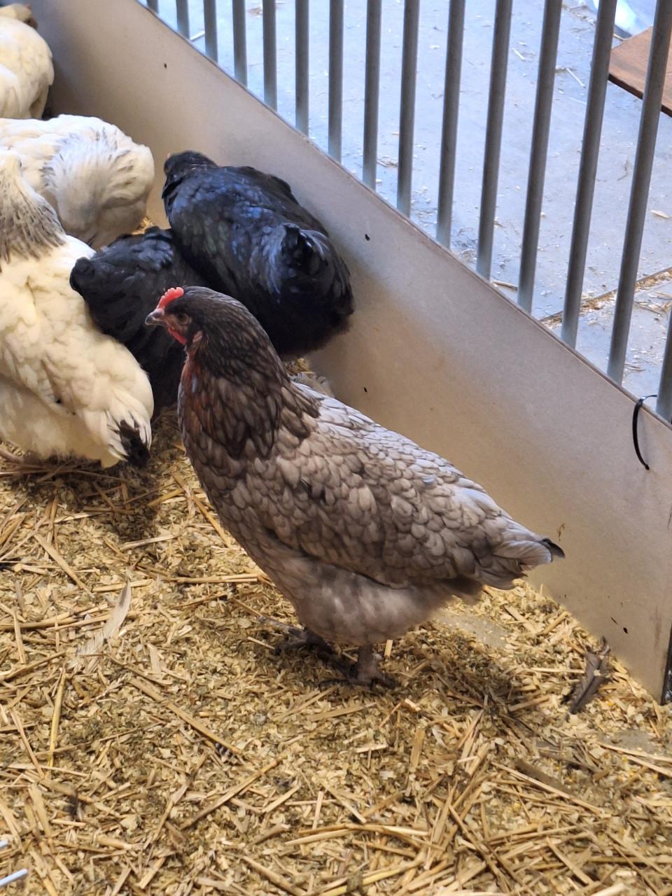 Jonge leghennen te koop