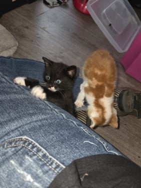 Kittens