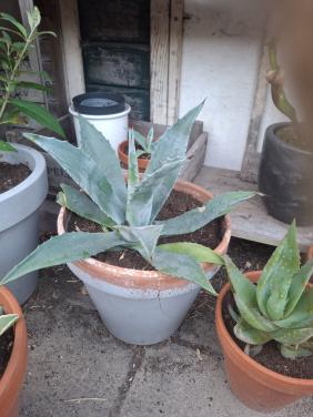 Agave