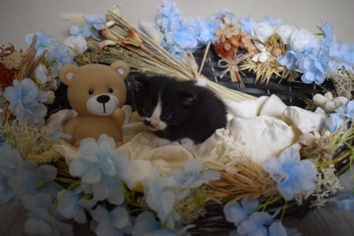 3 lieve kittens zoeken 3 sterren mandje
