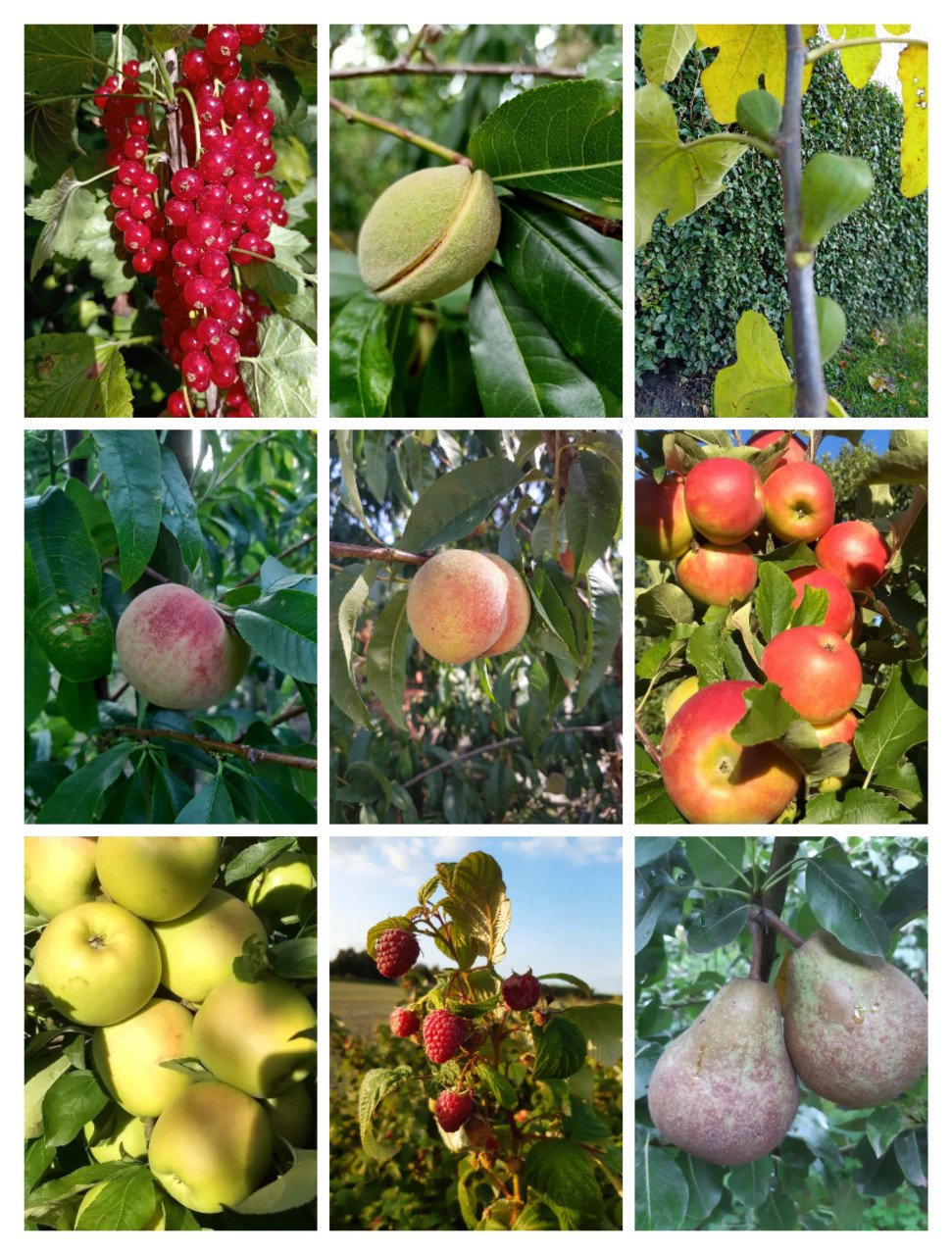 Fruitboom/fruitstruik moederdag