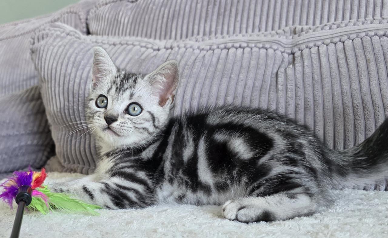 Raszuivere Brits korthaar kittens (Whiskas)