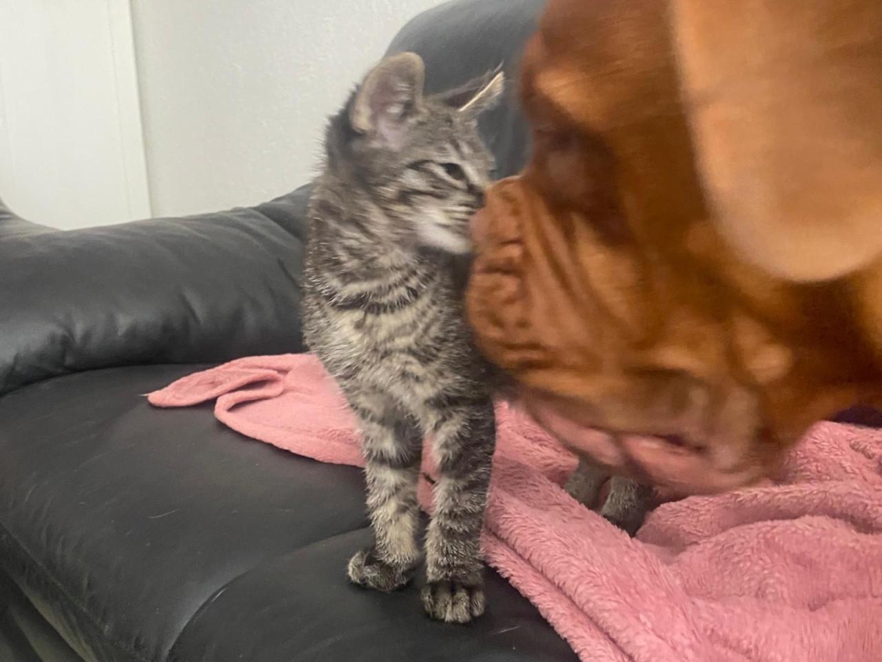 Kittens