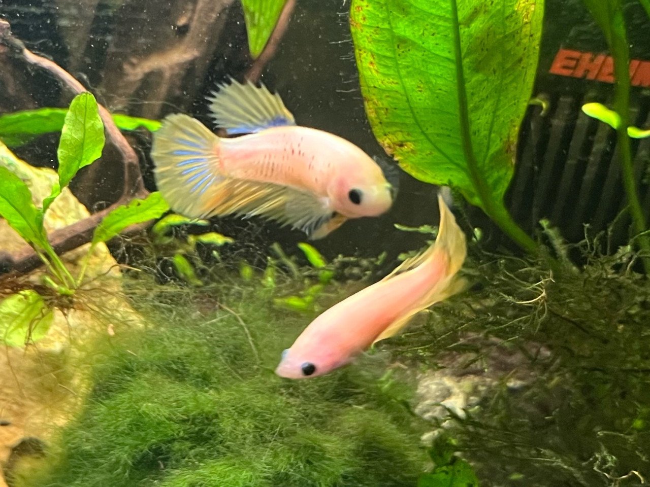 Betta vissen vrouw geel, blauw