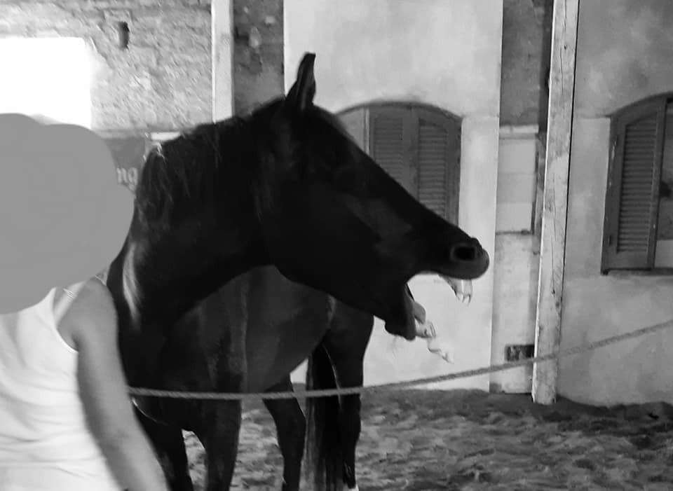 Familieopstellingen met paarden