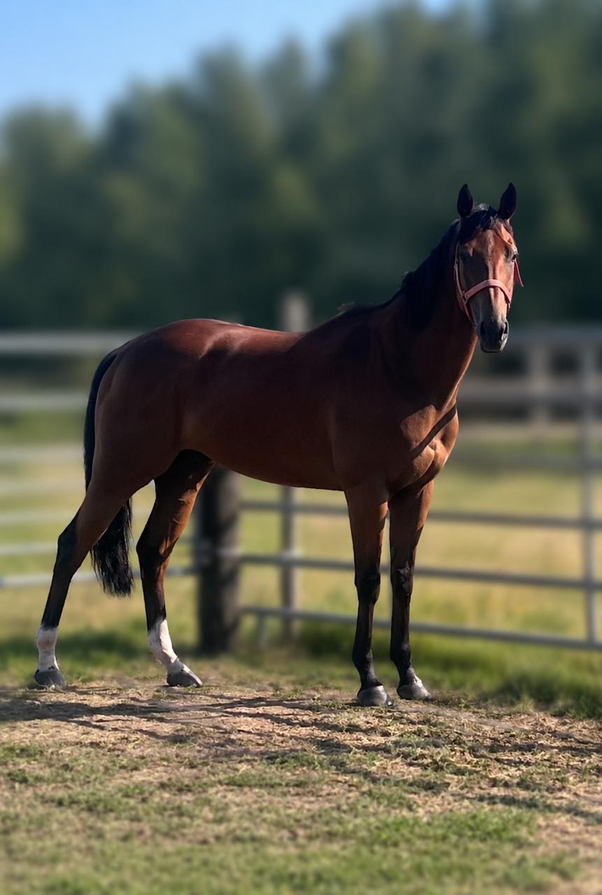 Mooie grote allrounder