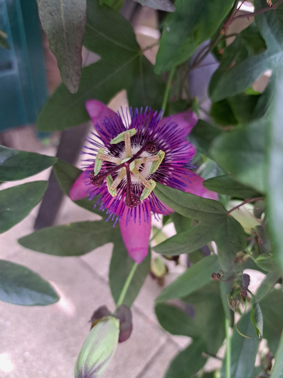 Passie bloem stekken