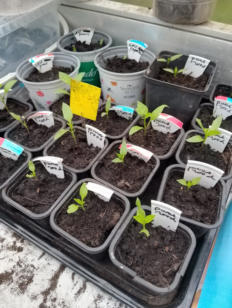Sla-en anderen plantjes----0,10ct