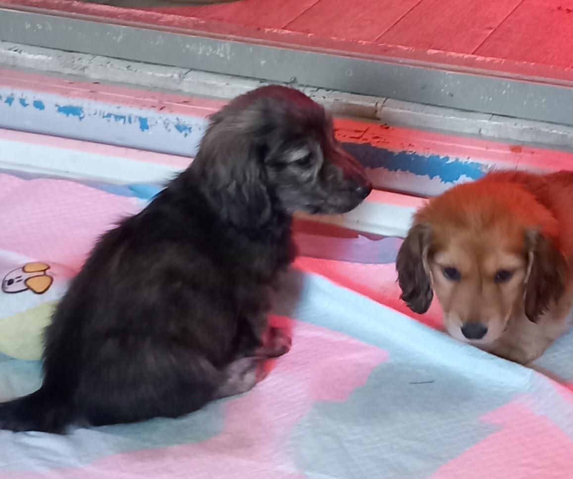 Brindle cream Teckel reutje