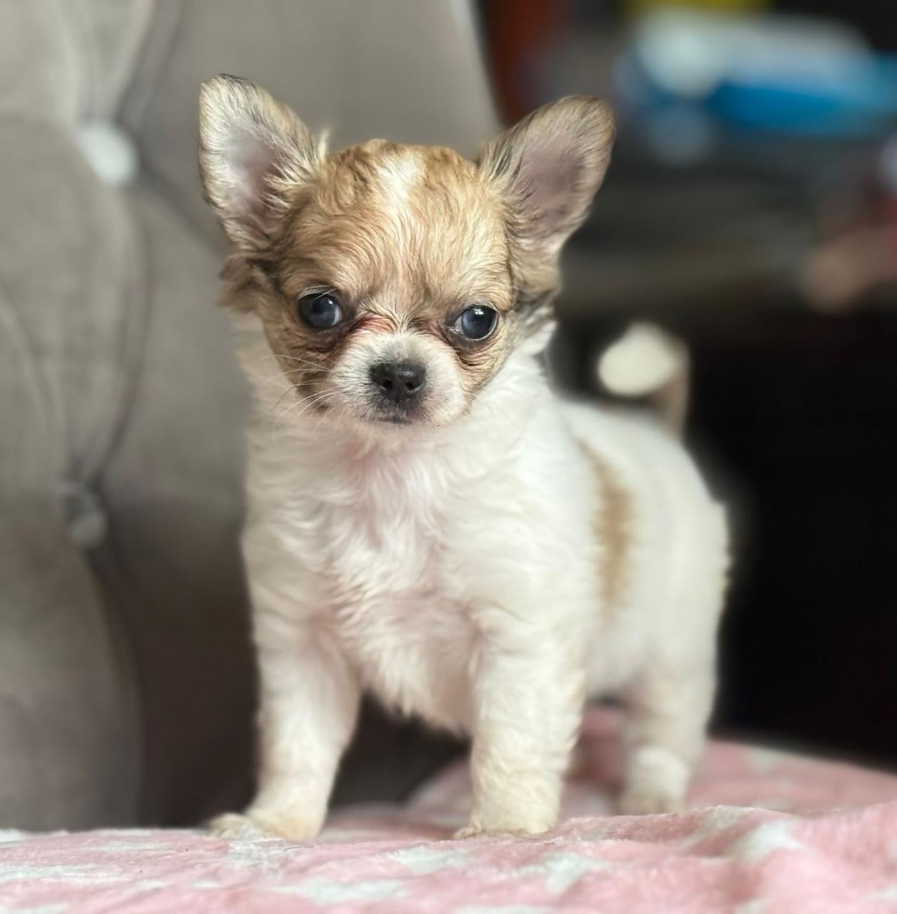 Prachtige chihuahua puppy's