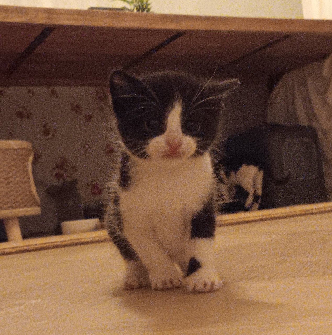 Kittens