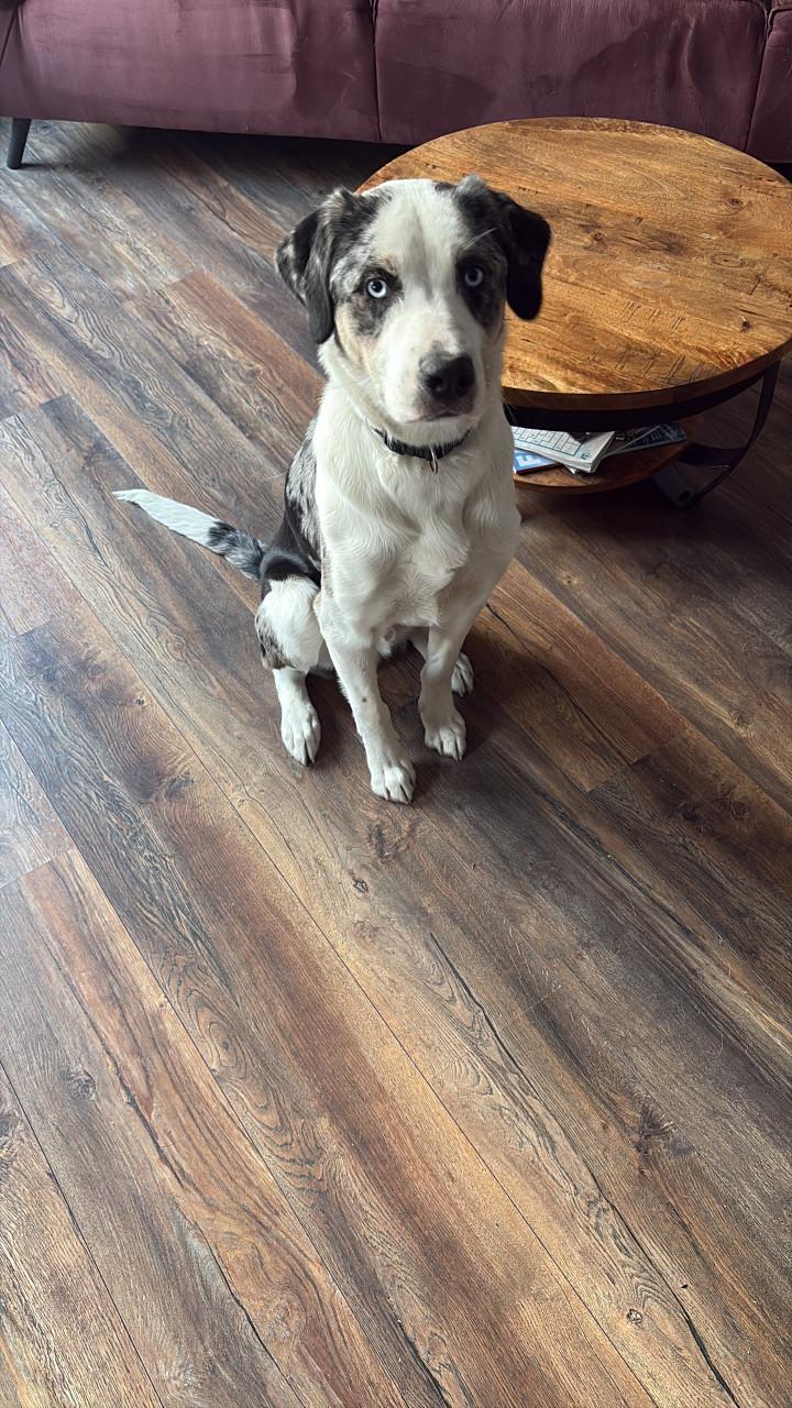 Baasje gezocht voor onze lieverd