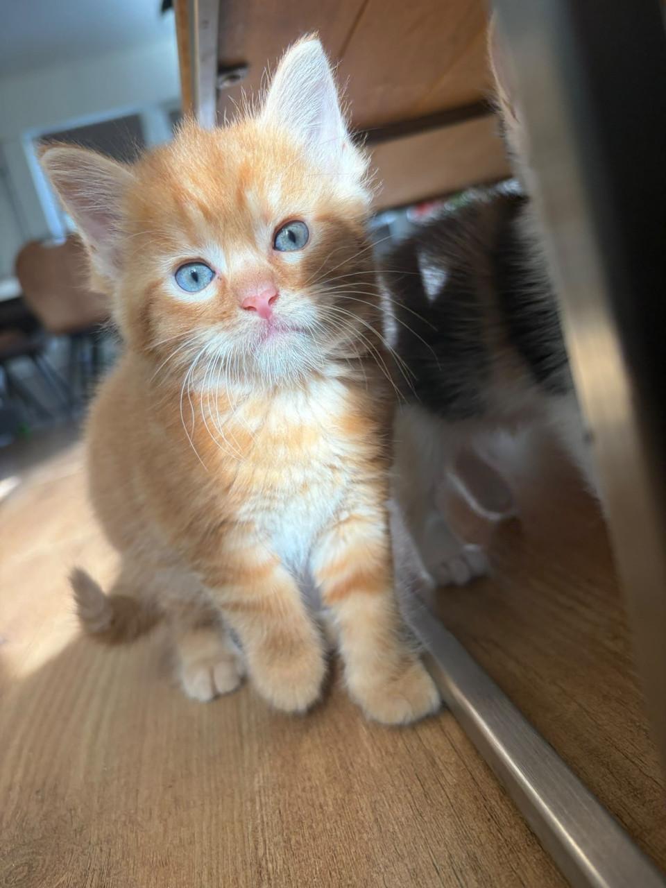 Kittens maine coone kruising