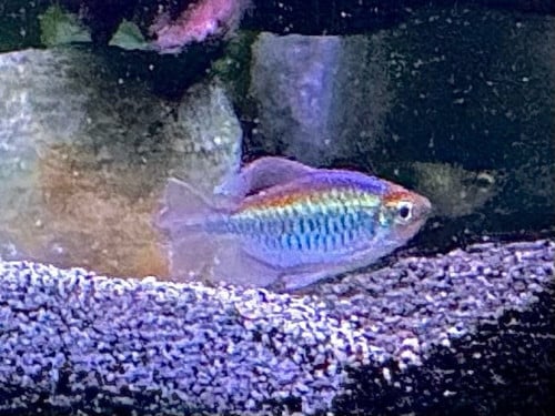 Congo zalmen