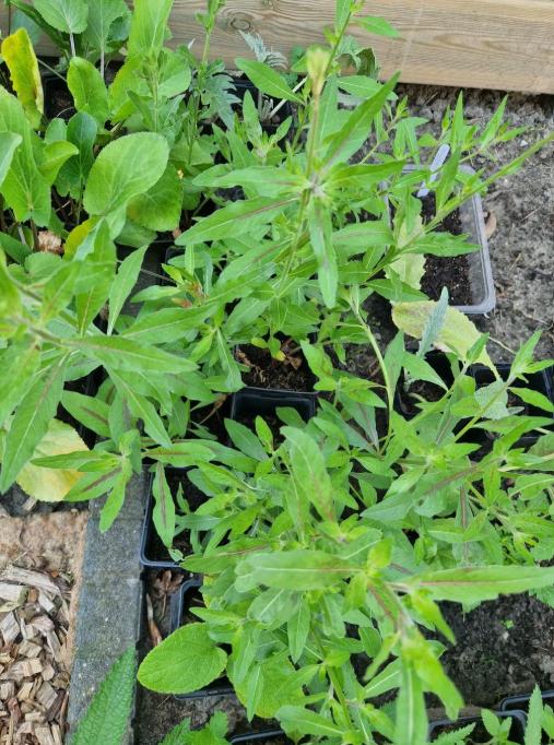 Gifvrije vaste tuinplantjes - zelfgekweekt