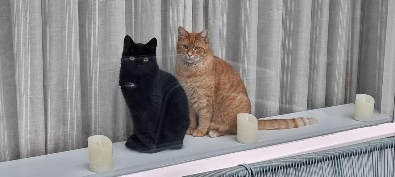 Deze twee broertjes zoeken een leuk nieuw onderkomen