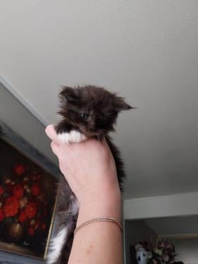 Prachtige Maincoon kittens