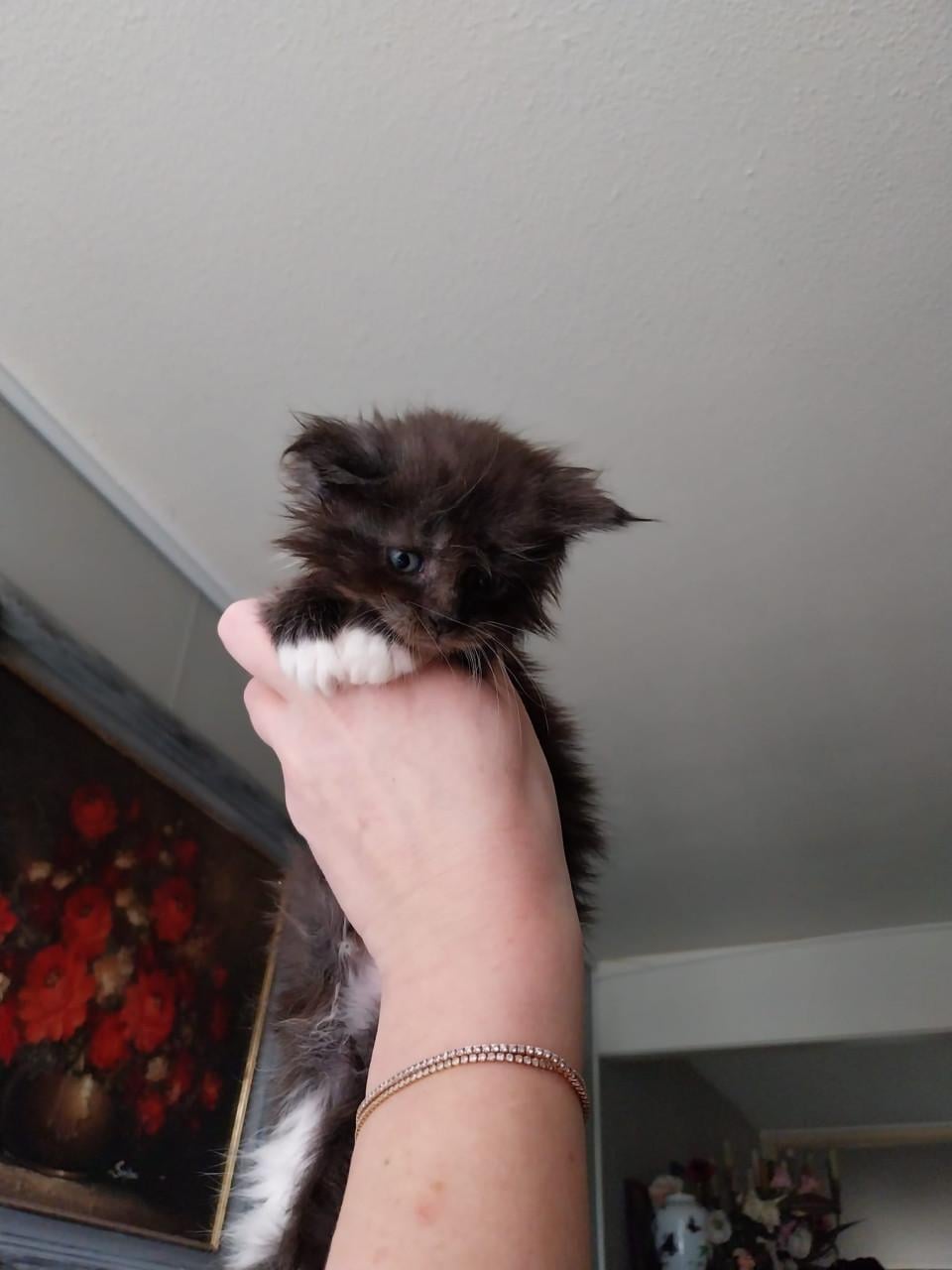 Prachtige Maincoon kittens