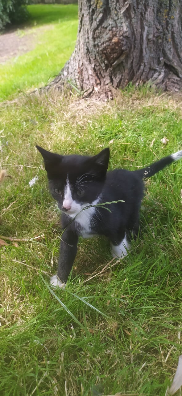Schattige kittens