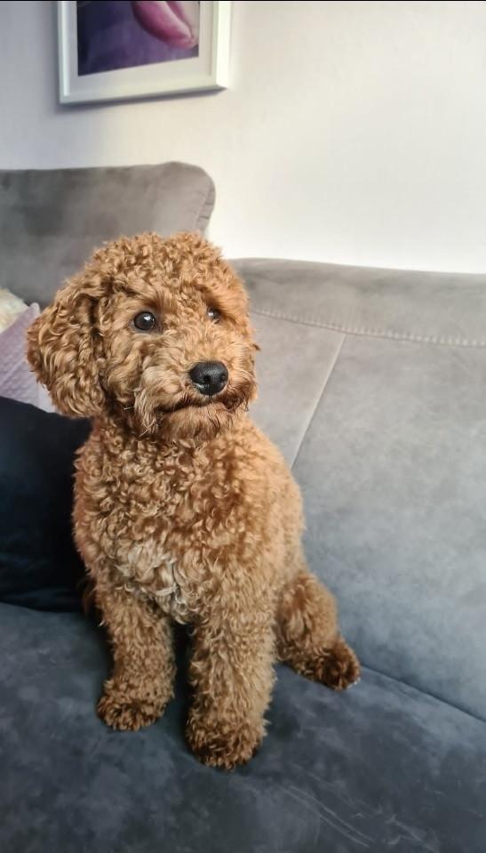 Ter overname zeer lief dwergpoedel reutje