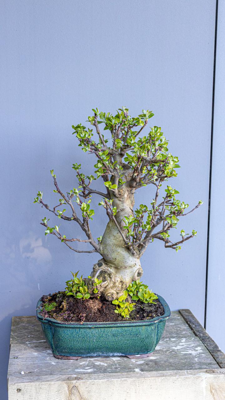 Bonsai Malus sierappel