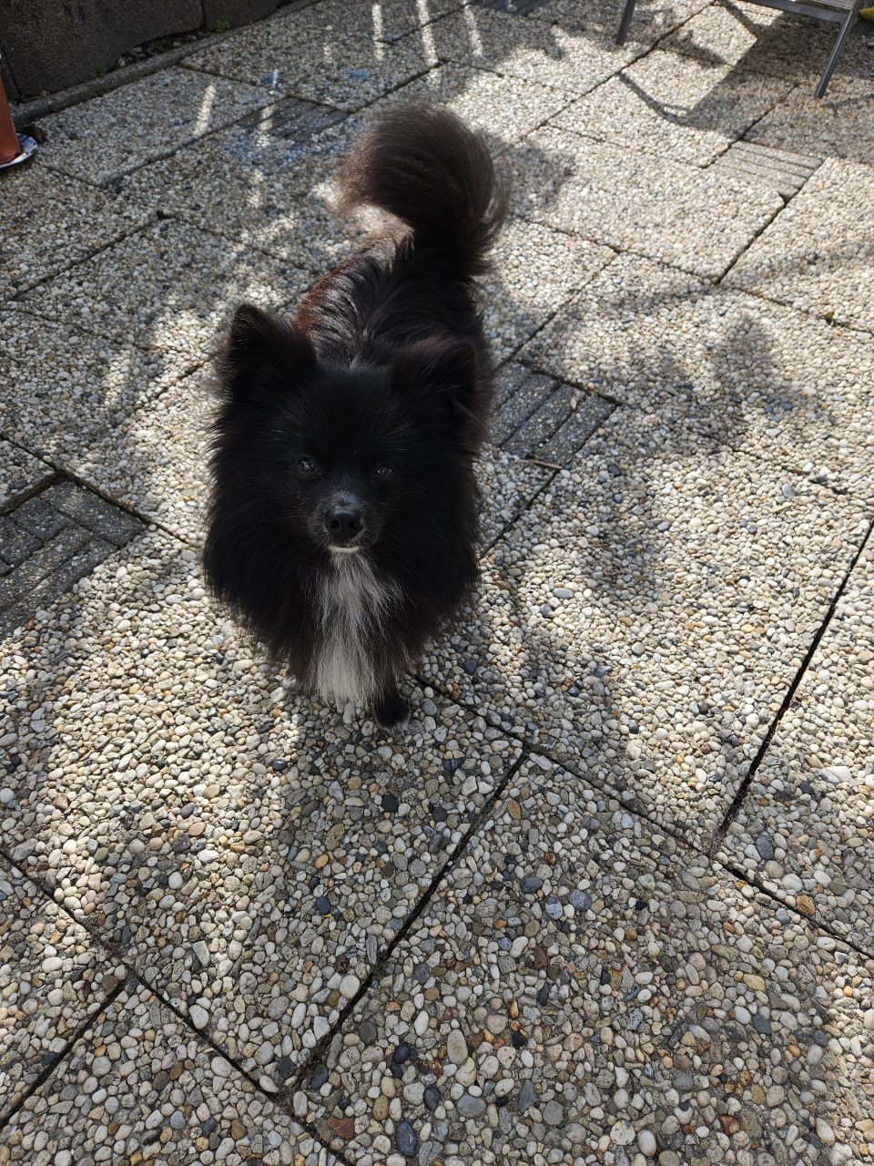 Poemeriaan / spietz hondje