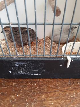 Kweekkoppel chinese dwergkwartels