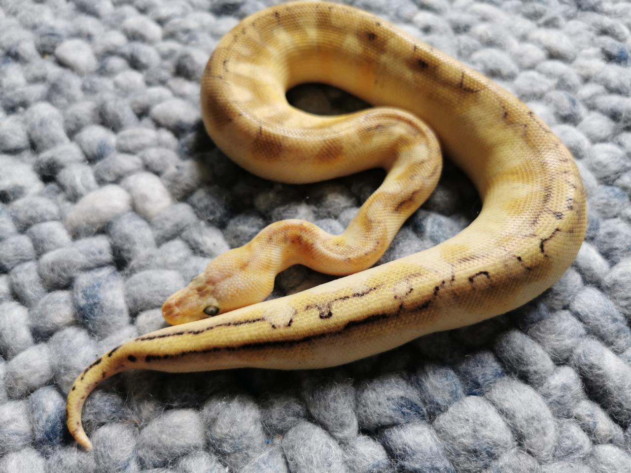 Champagne Enchi Pastel Koningspython vrouwtje