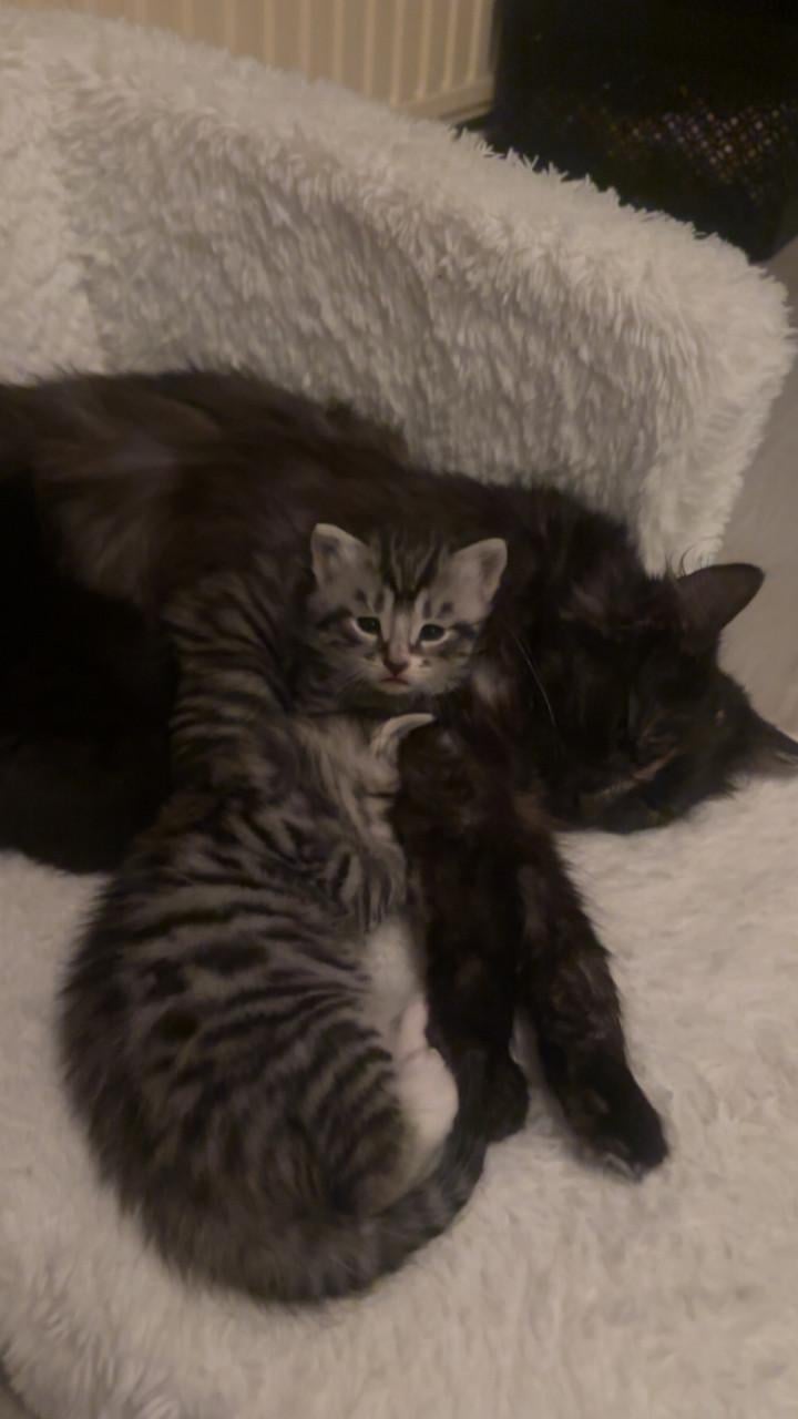 3 lieve kittens