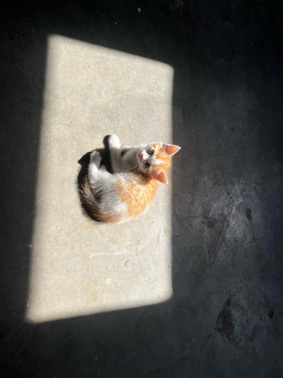 Kittens