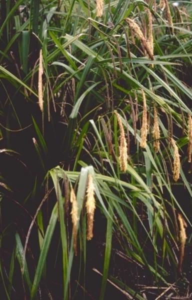 Grote pol hangende zegge