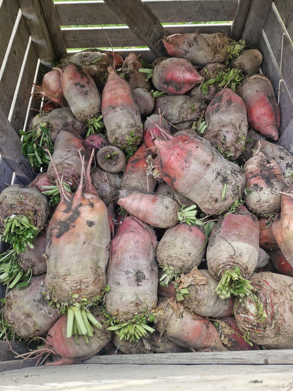 Mangels / voederbieten