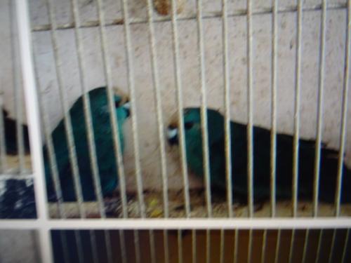 TE KOOP KOPPEL BLAUWE  BROEDRIJPE KAKARIKI S    ON VERWANT