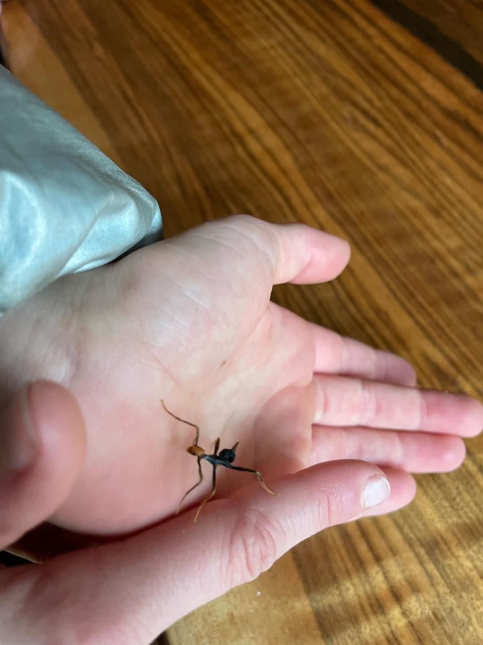 Australische flappentak