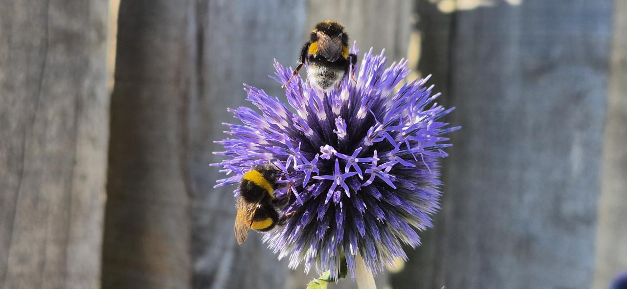 Nieuwe oogst Vaste planten bio