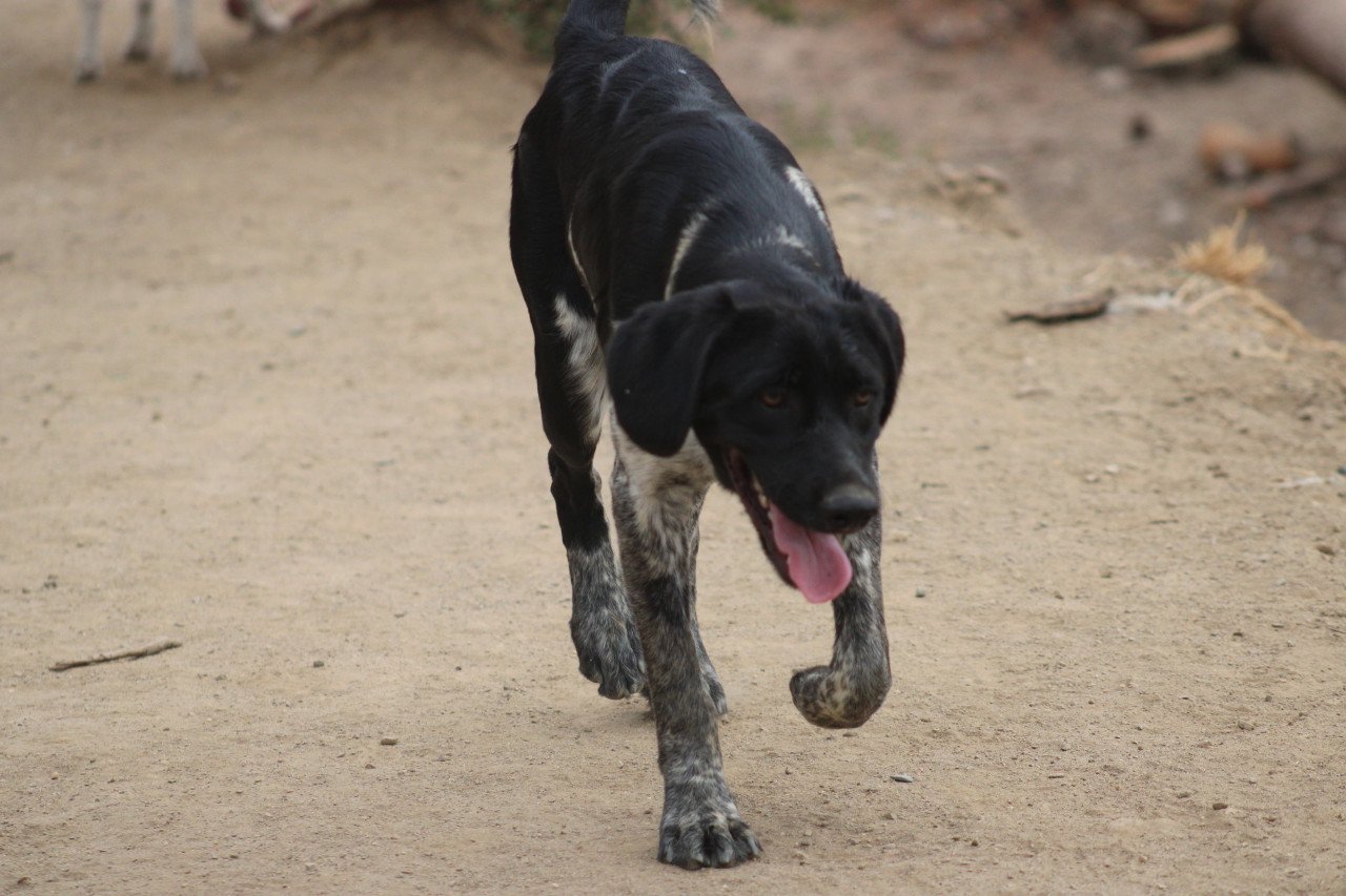 Alora Dog Rescue: Macho, deze knuffelbeer zoekt wil zo graag een thuis