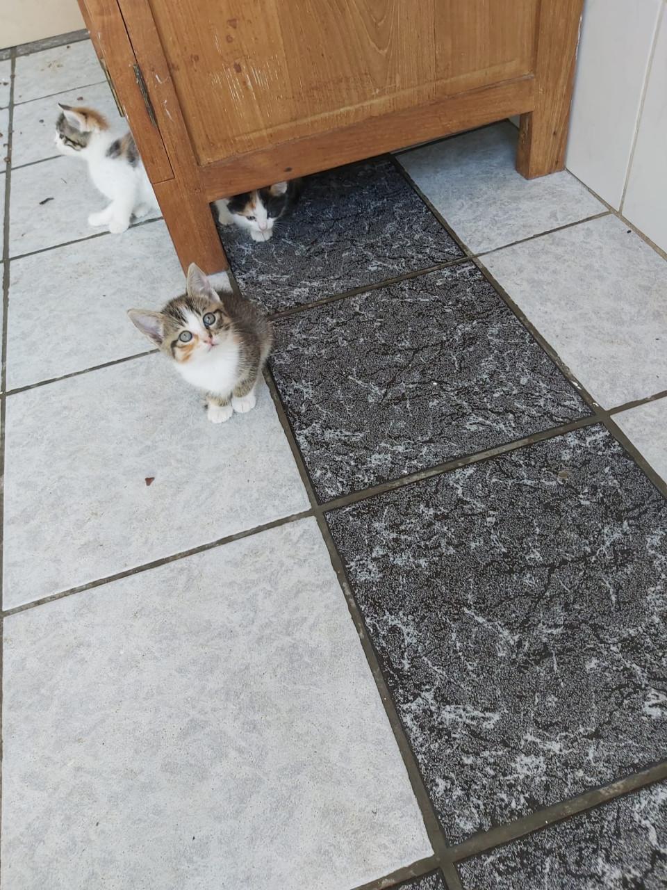 Schattige kittens