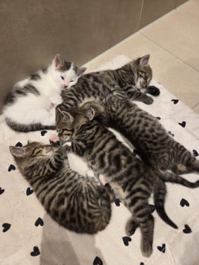 Kitten te koop!
