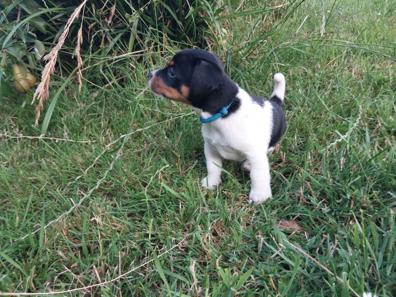 Puppy's